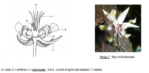 Fleur de cacaoyer